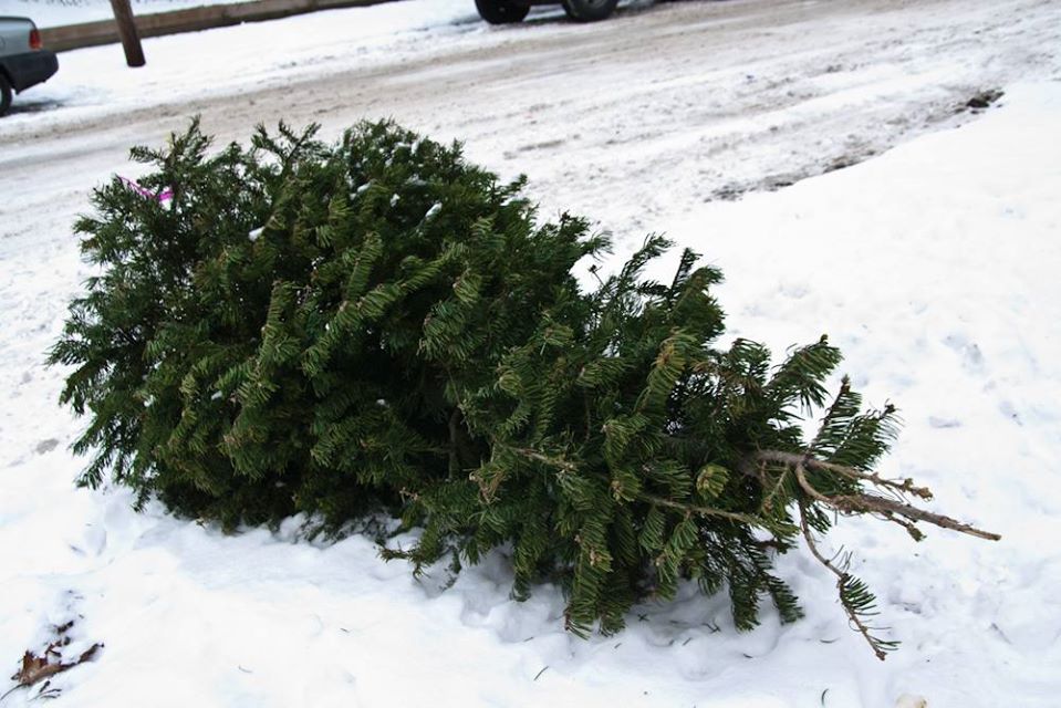 holiday tree recycling